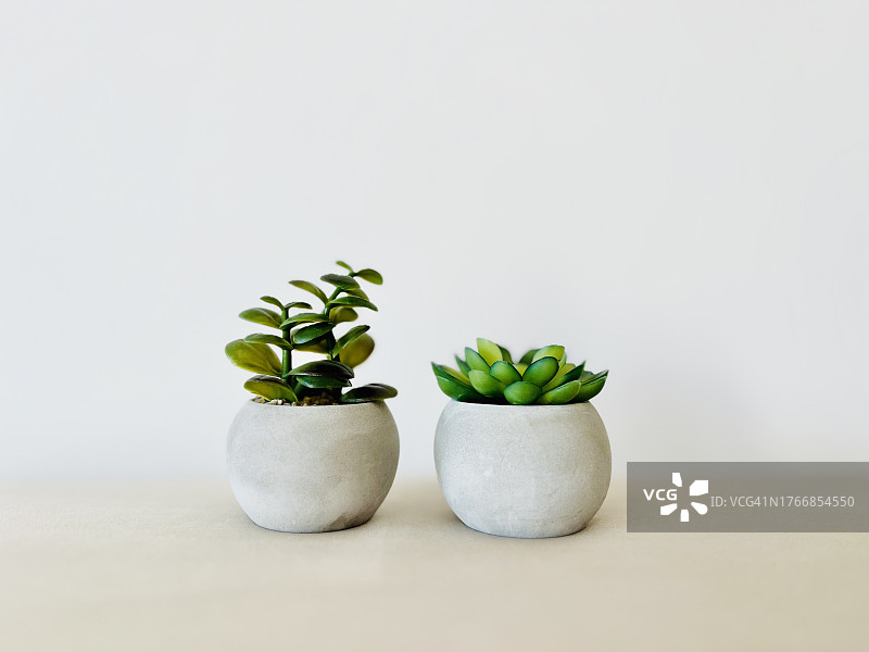 白色背景盆栽植物特写图片素材