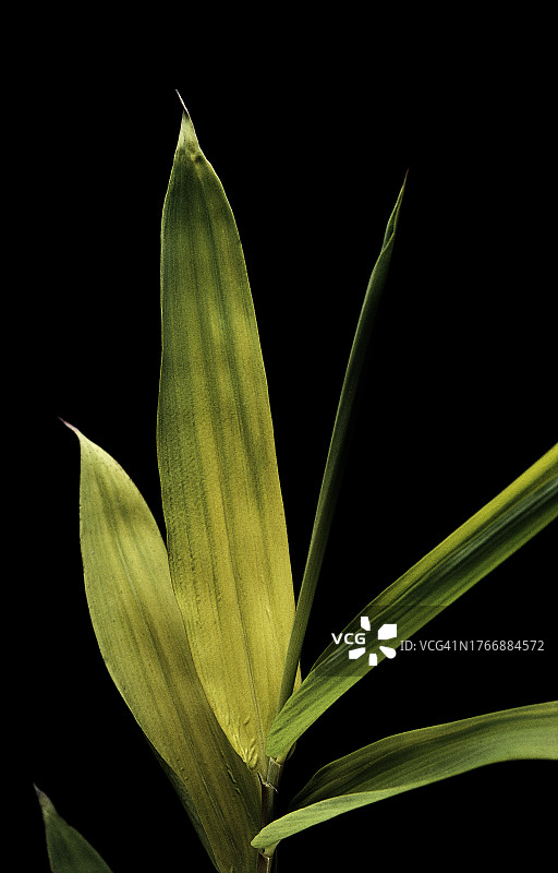 铺地竹叶图片素材