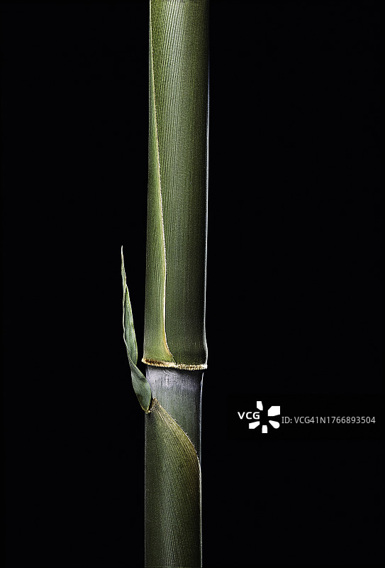 细byshire竹图片素材