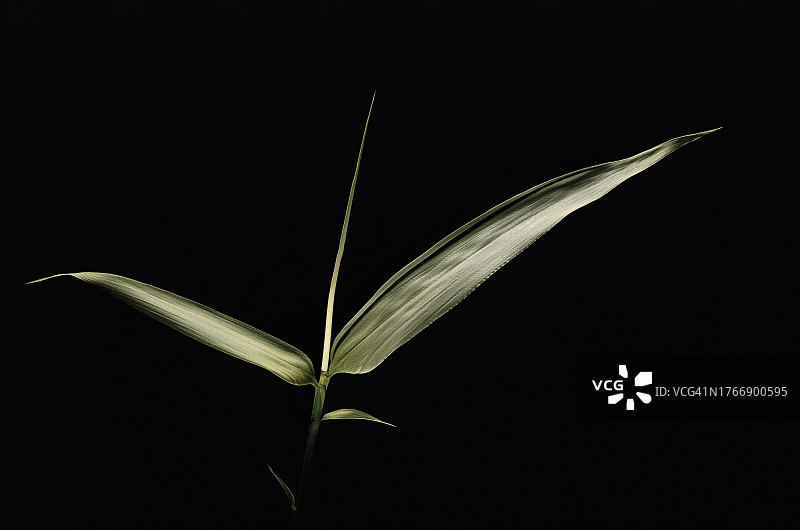 花叶箭竹叶图片素材