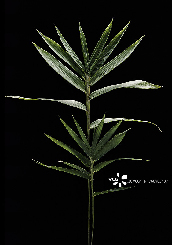 蒲苇竹图片素材