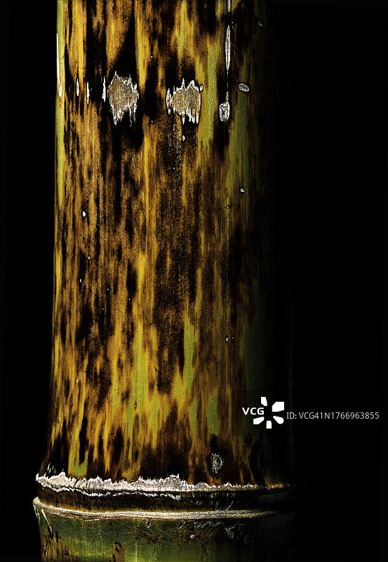 龟甲竹图片素材