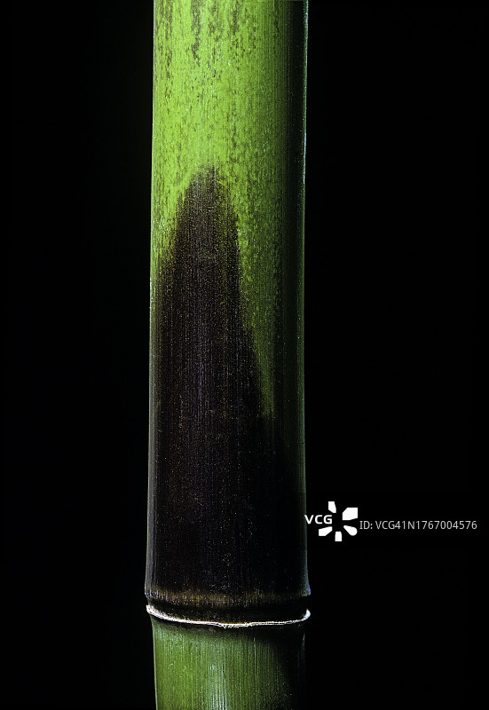 紫竹的幼笋图片素材