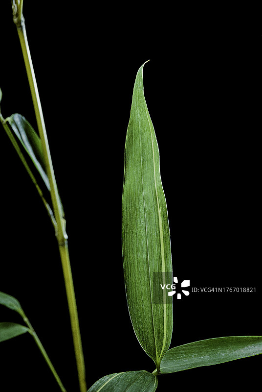 黄金竹叶图片素材