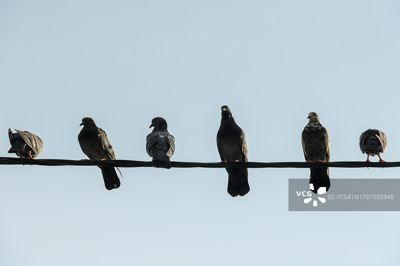 栖息在电线上的鸽子图片素材