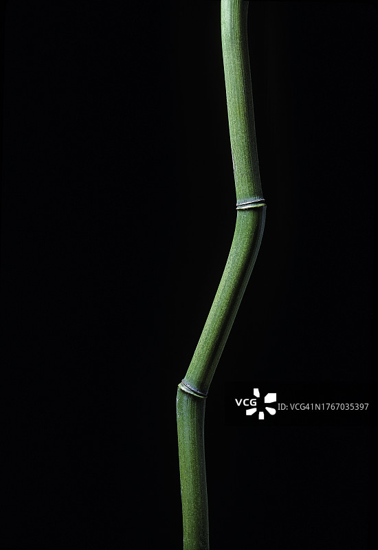 黄槽竹图片素材