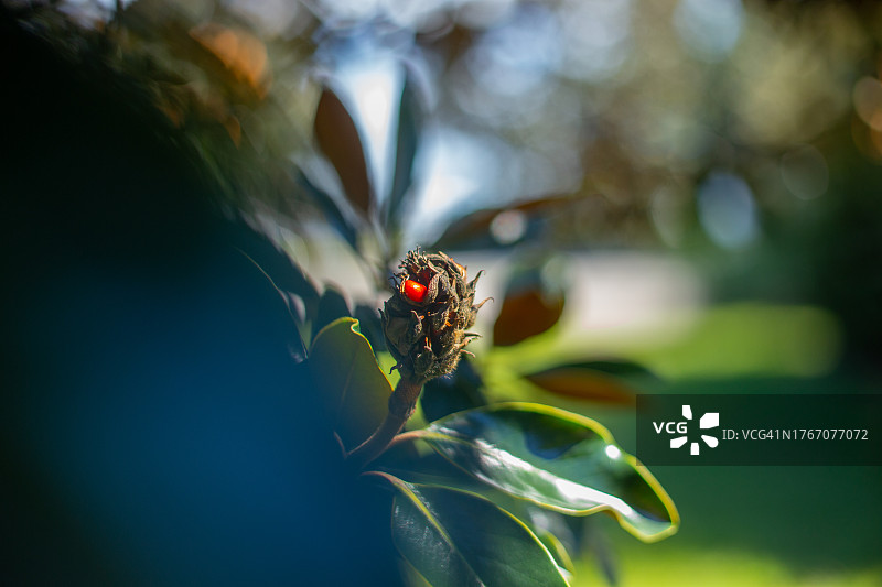 植物上的昆虫特写，阿拉巴马州，美国图片素材