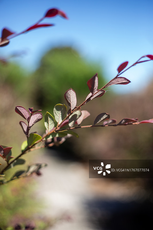 美国阿拉巴马州墨西哥湾岸边植物的特写镜头图片素材