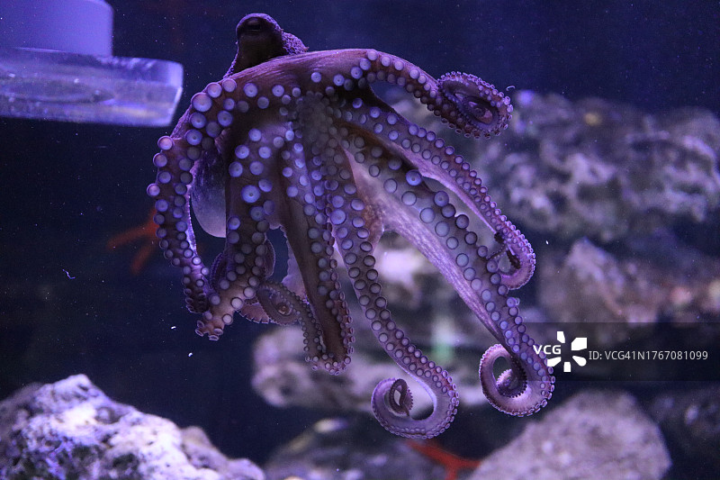 鱼在海里游泳的特写图片素材