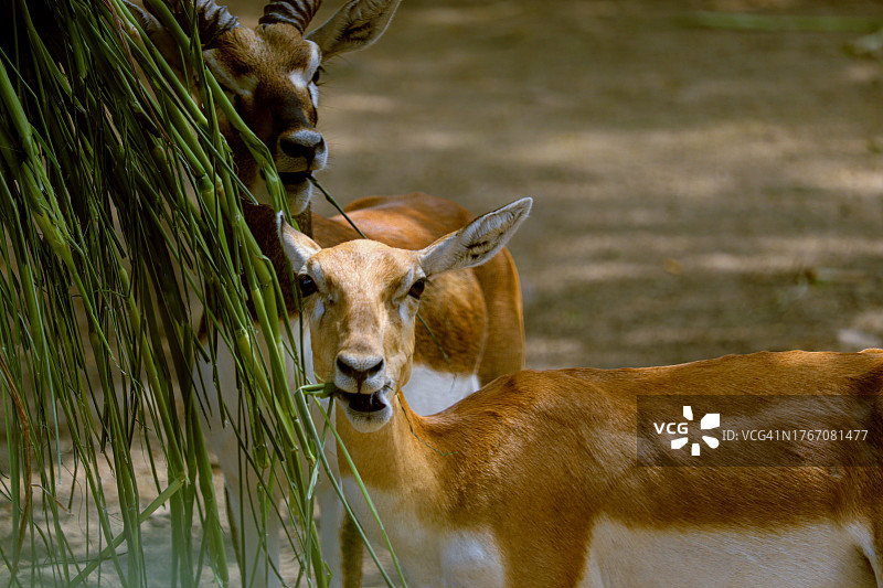 站立在田野上的鹿的特写图片素材