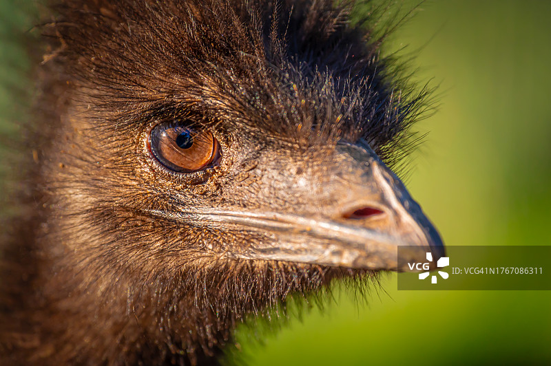鸸鹋侧面特写图片素材