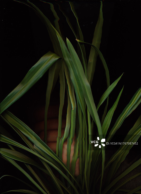 黑色背景下的棕榈树特写图片素材