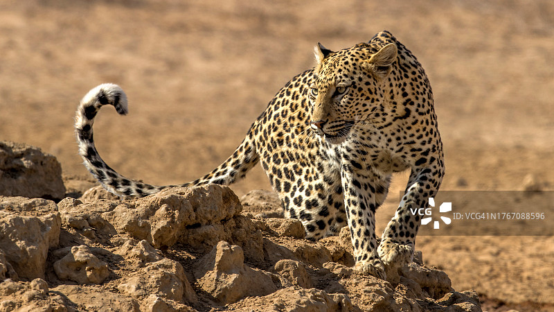 猎豹在田野行走的肖像图片素材