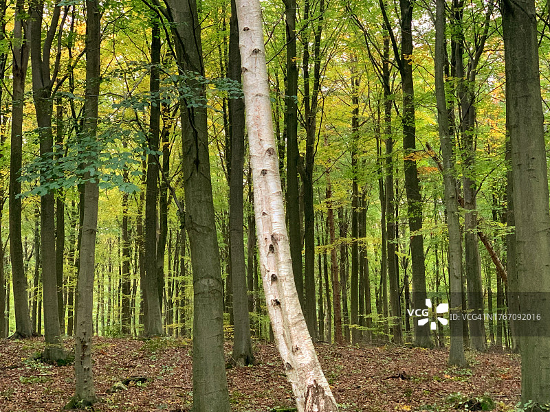 森林中的树木图片素材