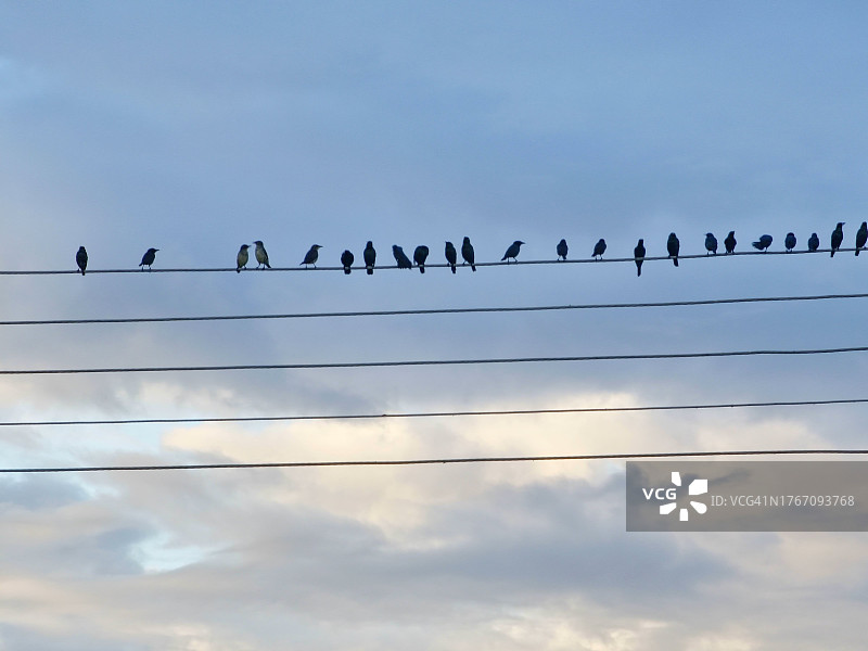 低角度看鸟儿栖息在马来西亚吉打州居林的电缆上图片素材