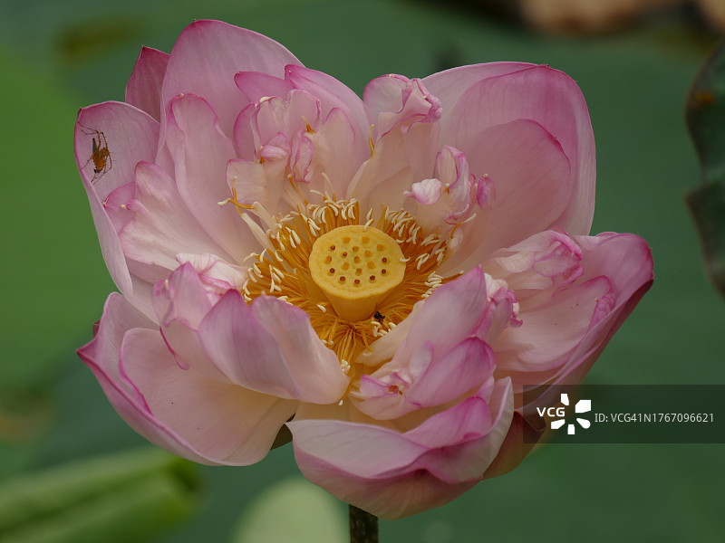 粉色睡莲的特写图片素材