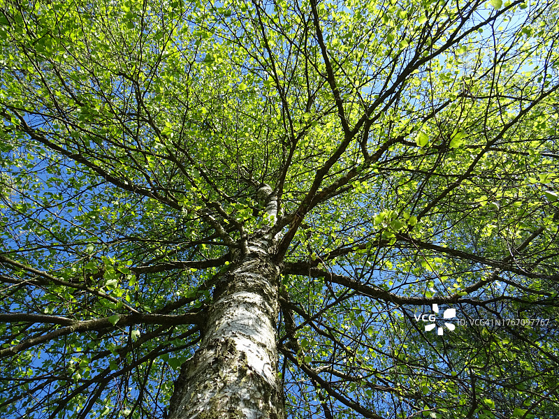 低角度的树对天空的看法图片素材