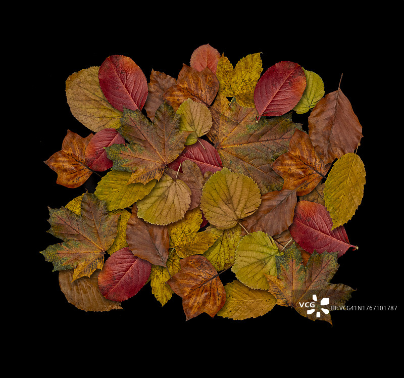 黑色背景下的树叶特写图片素材