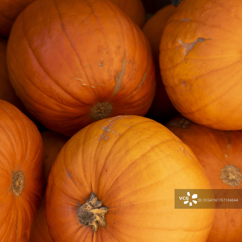 市场上出售的南瓜特写图片素材