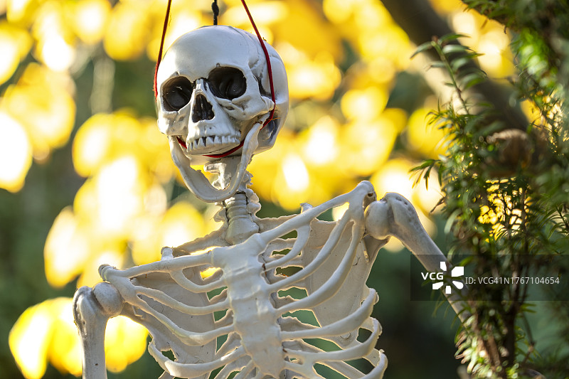 野外的人类头骨特写图片素材