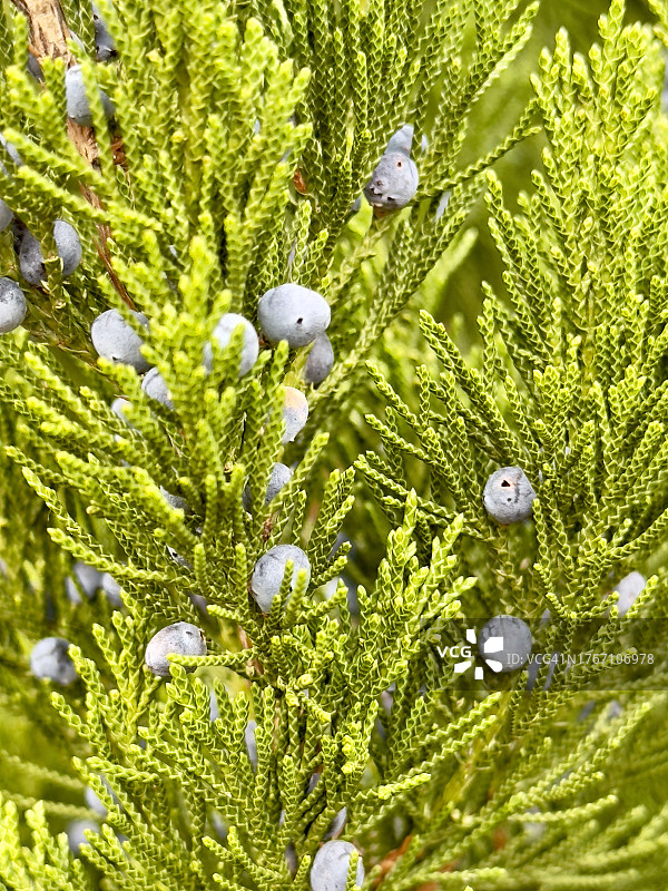 圣诞树特写，美国密歇根州沃伦图片素材