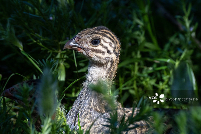 加利福尼亚州栖息在田野上的猎鸟特写图片素材