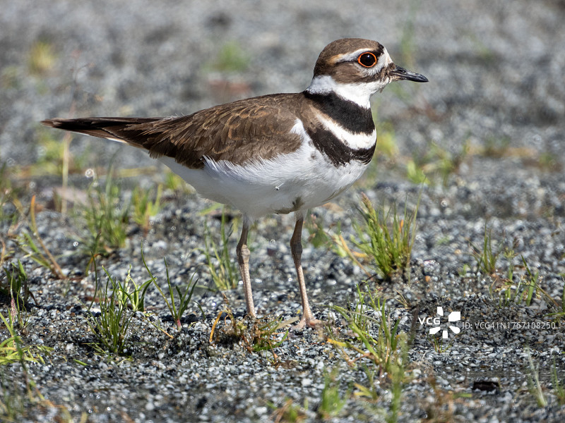 美国加利福尼亚州田野上的鸻鸟特写图片素材