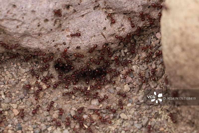 美国亚利桑那州地面上的蚂蚁特写图片素材