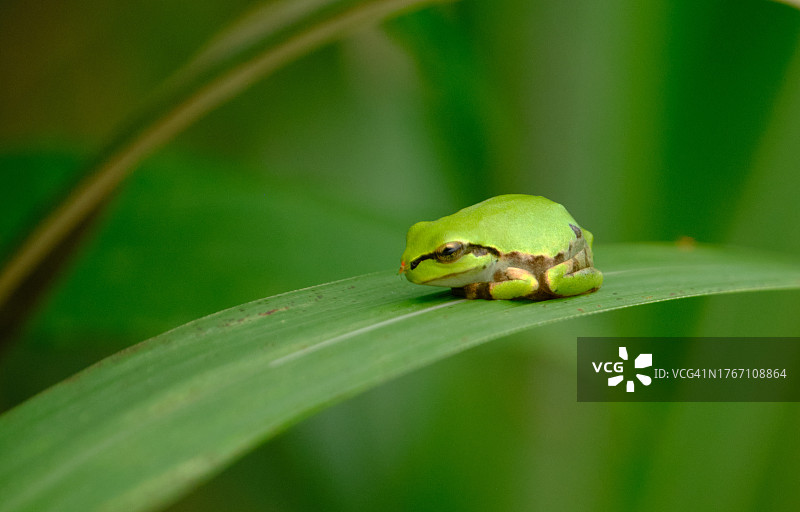 日本千叶树叶上的欧洲树蛙特写图片素材