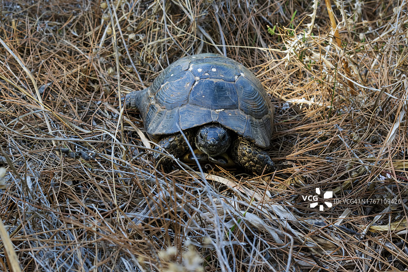 田野上沙漠豹纹龟壳的俯视角度照片图片素材