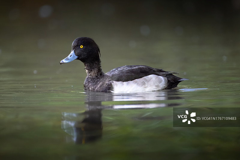 鸭子在湖里游泳的特写图片素材