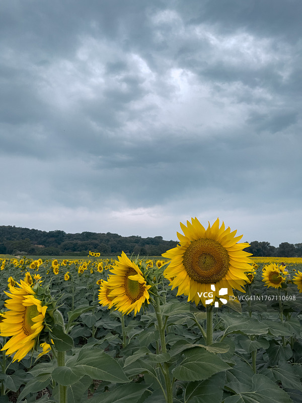 意大利托斯卡纳比博纳多云天空下的向日葵田景色图片素材