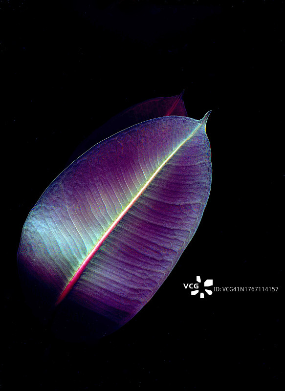 黑色背景上的羽毛特写图片素材