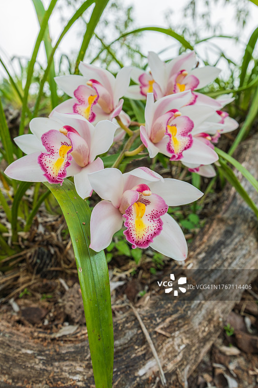 兜兰特写照片图片素材