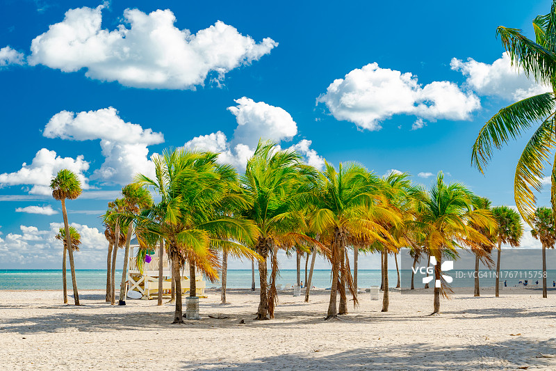 美国佛罗里达州基比斯坎海滩棕榈树美景图片素材