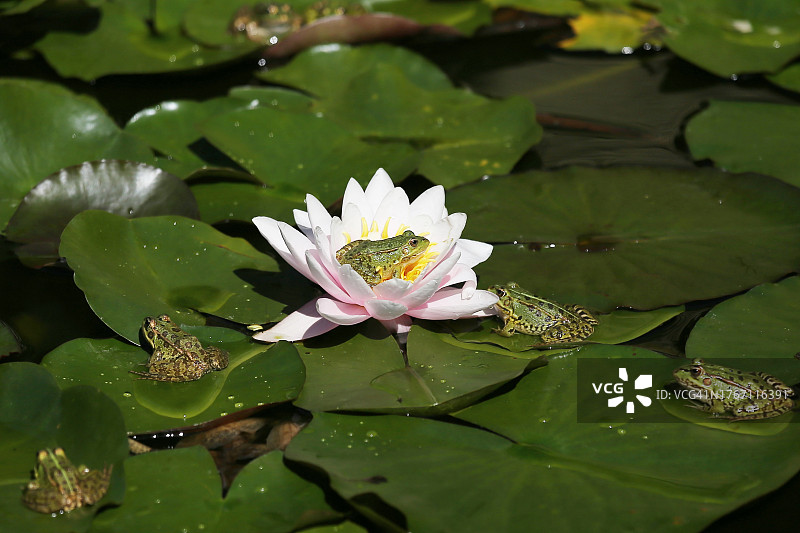 湖中荷花睡莲的特写图片素材