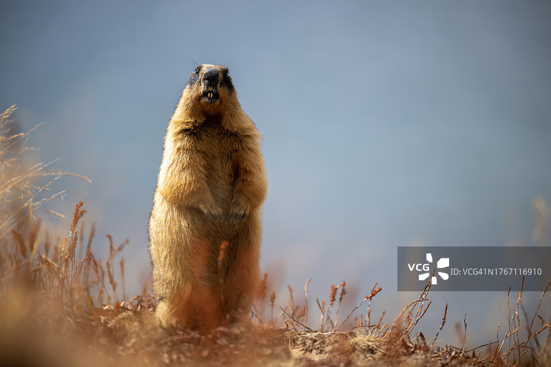 天空背景下，原野上的猫鼬特写图片素材