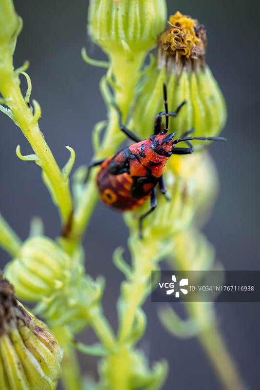 瓢虫在植物上的特写图片素材
