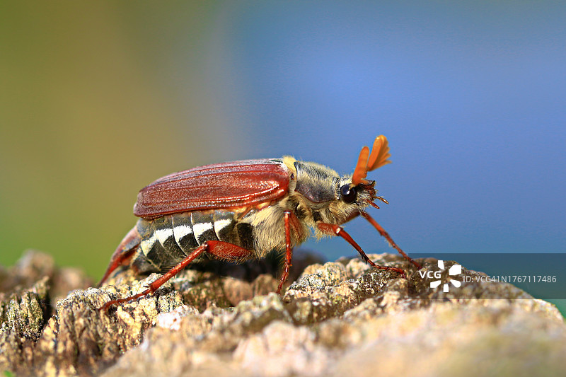 岩石上的昆虫特写图片素材