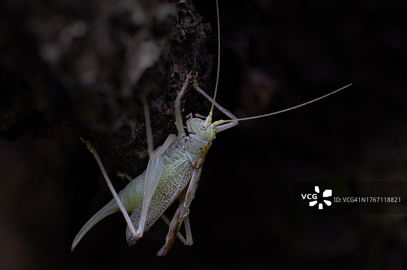 昆虫在植物上的特写图片素材