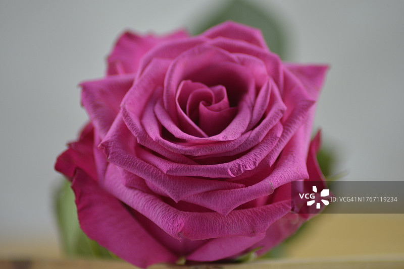 粉色玫瑰的特写图片素材