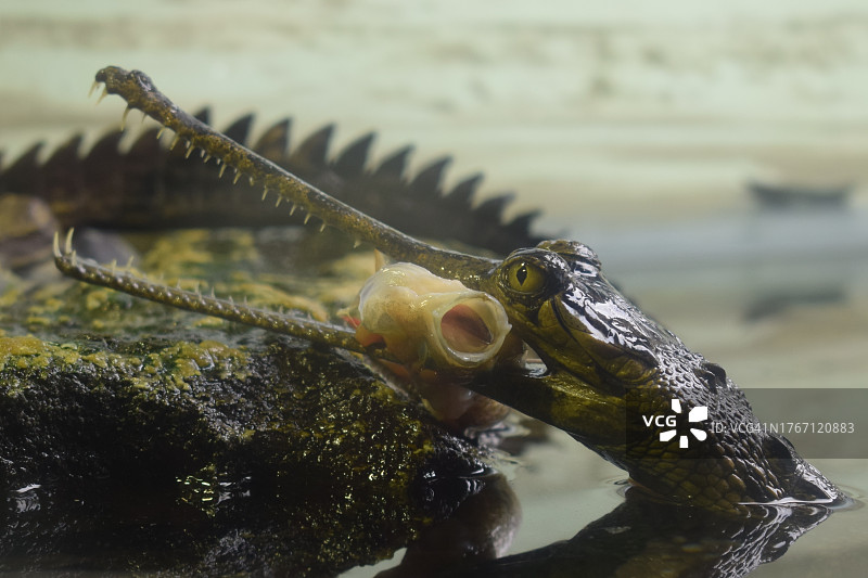 蜥蜴在岩石上的特写图片素材