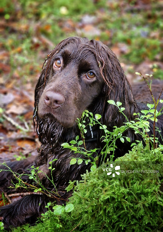 可卡犬图片素材