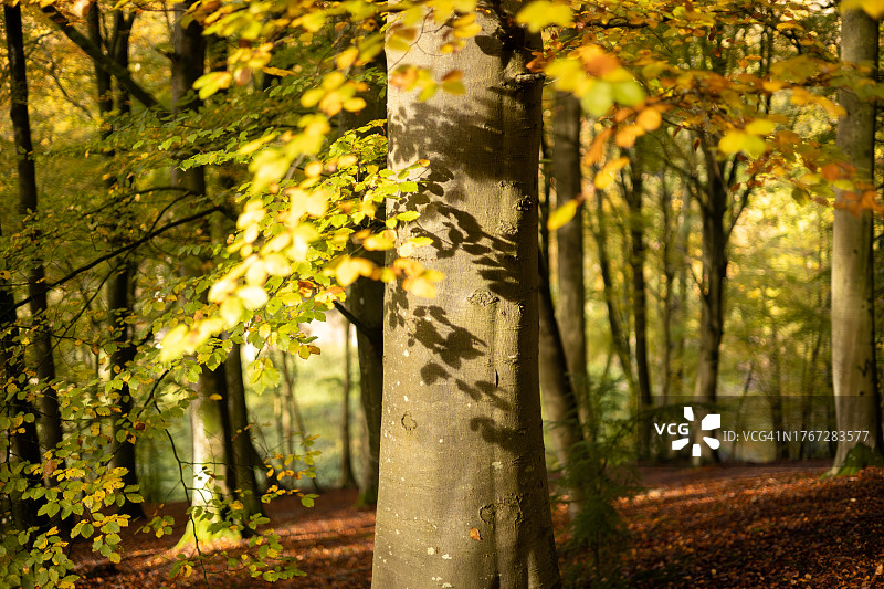 比彻公共地，莱奥明斯特，赫里福德郡，英格兰，英国图片素材