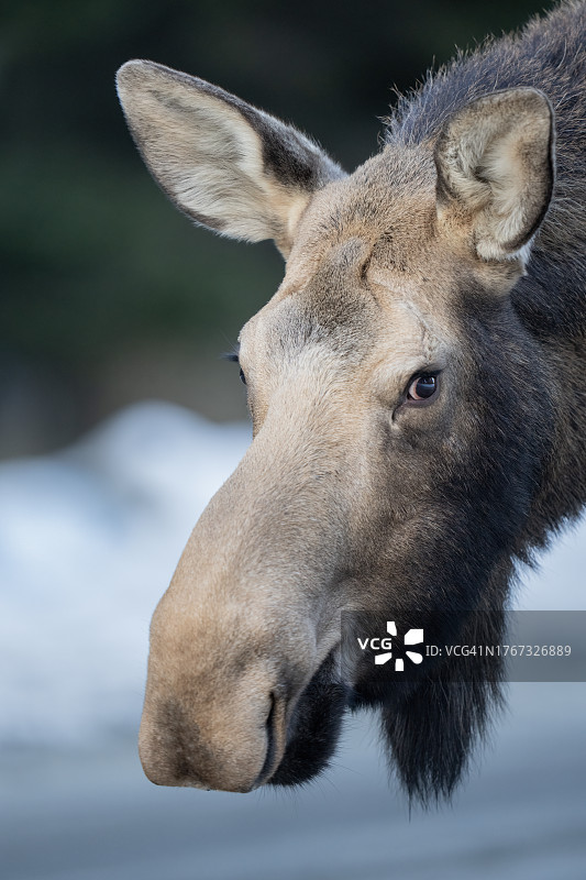 雌性驼鹿头部画像图片素材