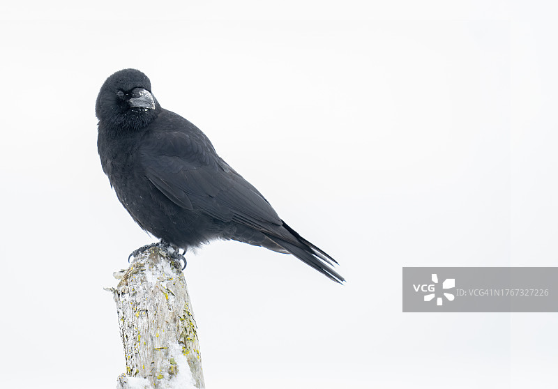 栖息的西北乌鸦图片素材