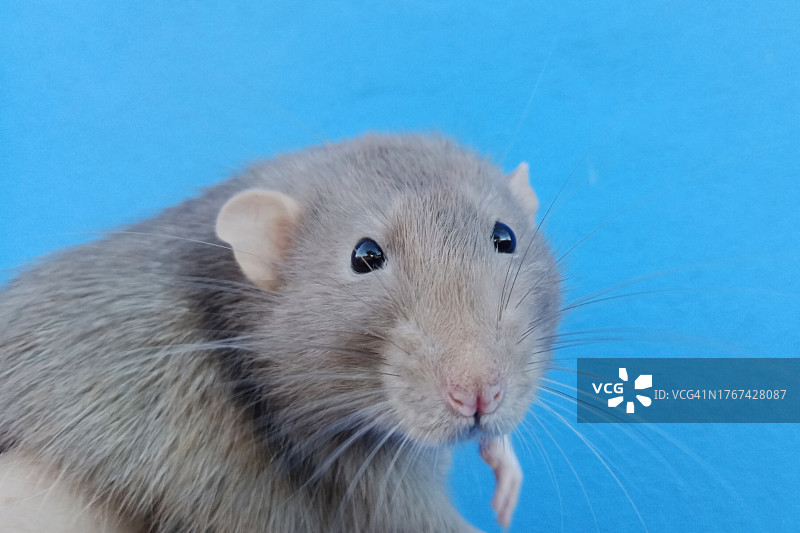 看着镜头的鼠图片素材