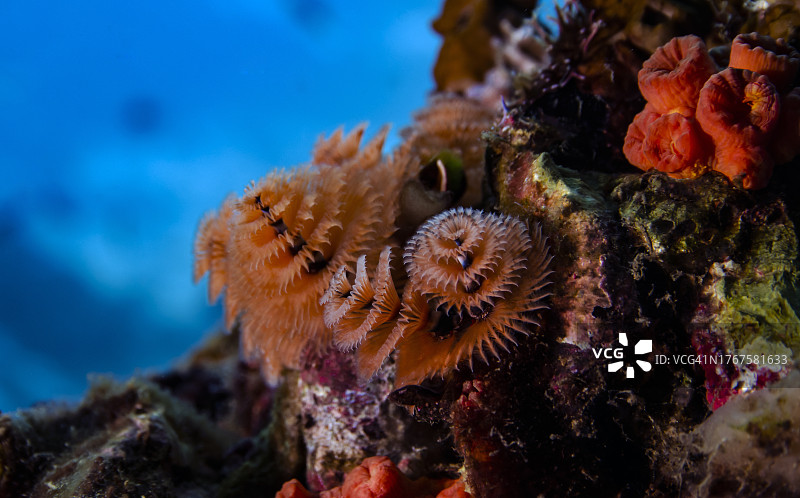 圣诞树管虫图片素材