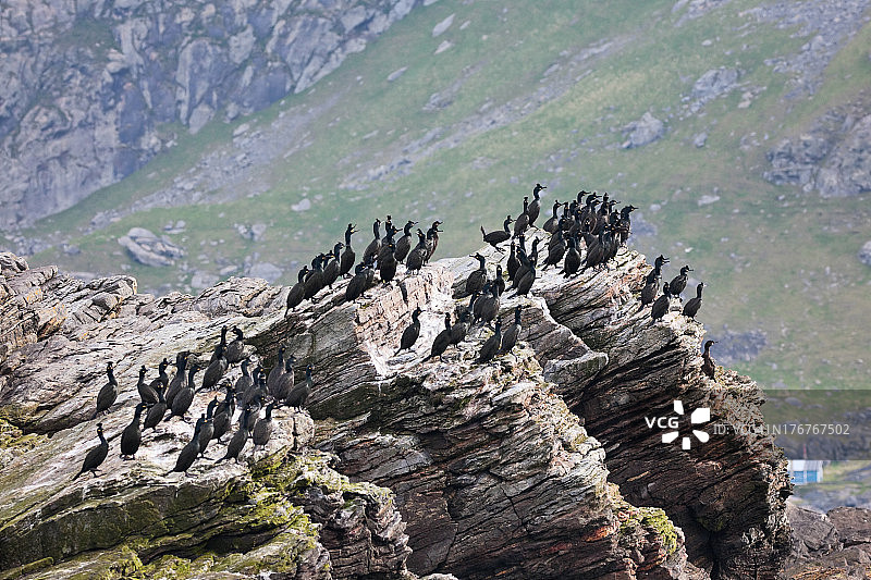 欧洲鸬鹚图片素材