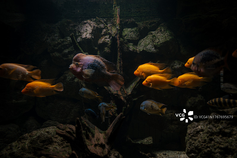 地狱谷动物园水族馆图片素材